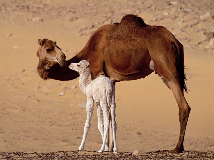 Majka i dijete Camel, slatka beba životinja sa svojim roditeljima, slatka slika, bolje upoznajte divlje životinje