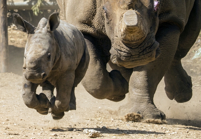 Rhinoceros majka i dijete zajedno, upoznajte životinjsko carstvo, lijepe slike