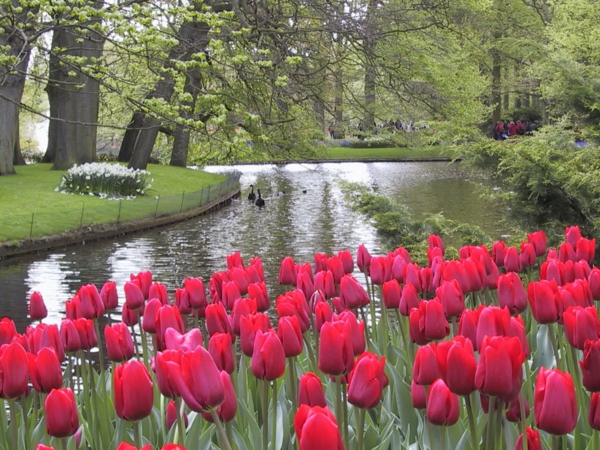 tulipanes-la-comprar-tulipán tulipán-en-Amsterdam-tulipán naturbilder-tulipán de plantación de fondo de pantalla