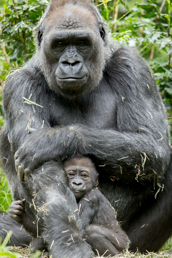 Mama i dječja gorila, upoznavanje životinjskog carstva, slatke bebe
