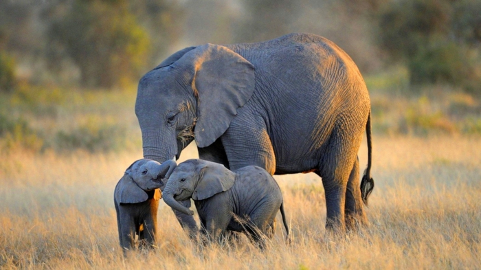 Слон, майка с две деца, най-сладките бебешки животни в света с техните родители