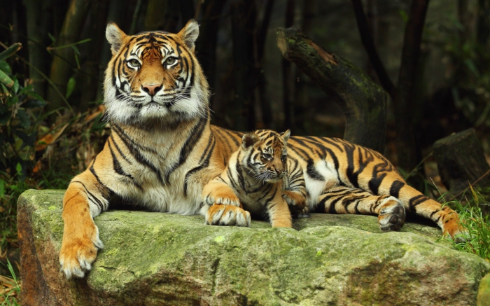 Majka i dijete tigrovi, upoznajte divlje životinje bliže, lijepe slike i zanimljive činjenice