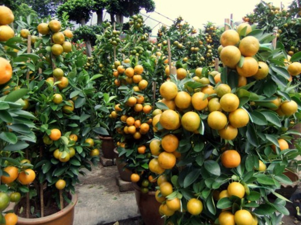 posude s-više-voća-u-narančasto-tree-