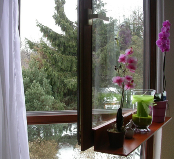 орхидея-прозорец
