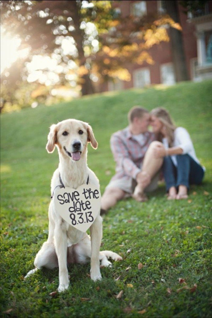 оригиналната сватбена фотография куче с Покана