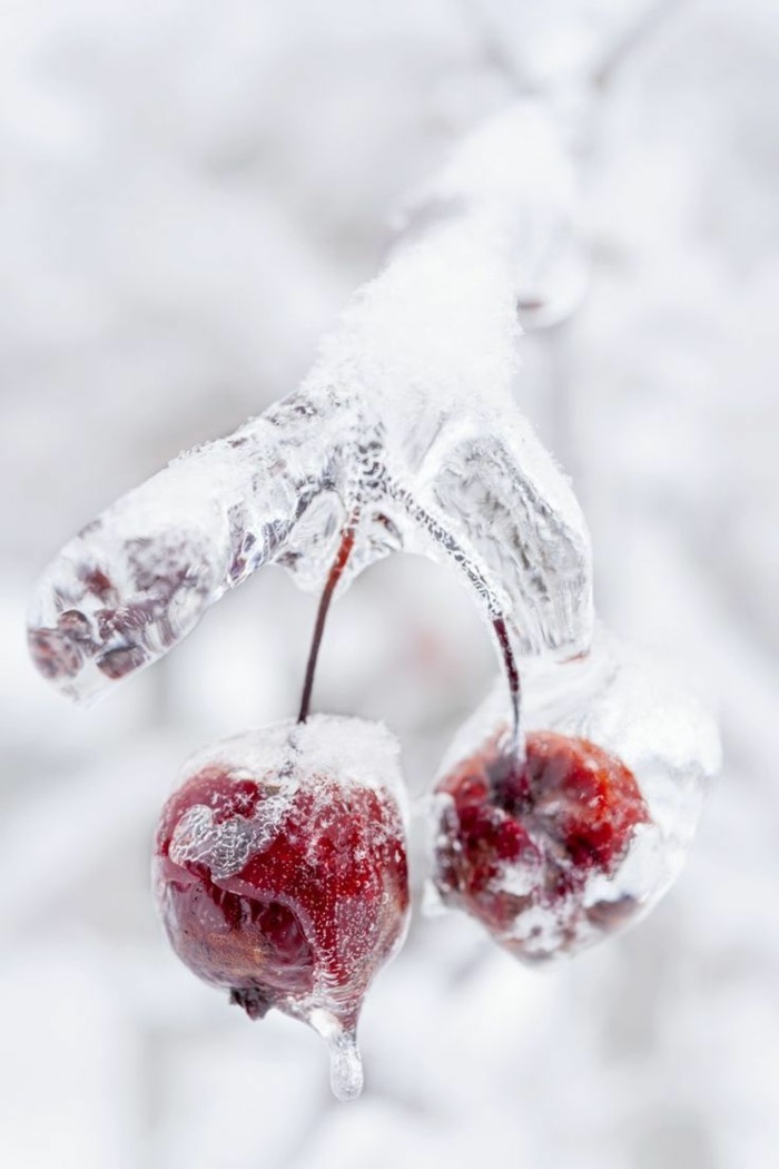 оригинални Зимни Снимка замразени череши-всичко-в-лед
