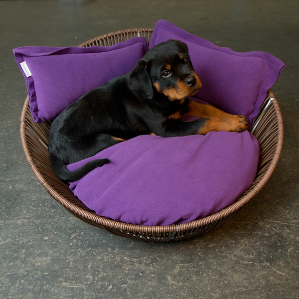 ortopedski pas kreveta ljubičasta boja - crna pasmina pasa