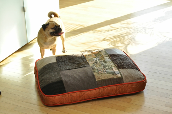ortopedski pas jastuk moderan - pored njega - pas