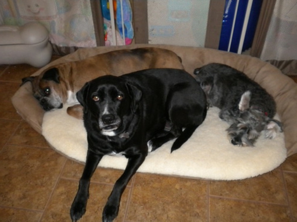 cama de perro ortopédico tres perros - de diferente raza