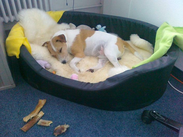 mirada linda de la cama del perro ortopédico - un perro está durmiendo en ella