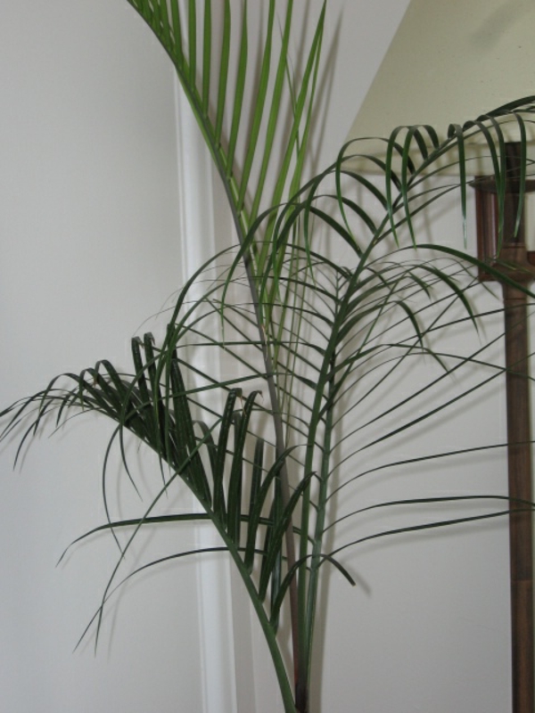 palmina-biljka-super-lijepa-iza njega je bijeli zid