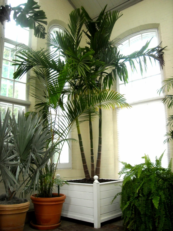 Stablo palmi u kutu