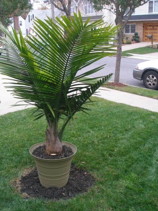 palmi-vrste - vrlo zanimljive - vani u loncu