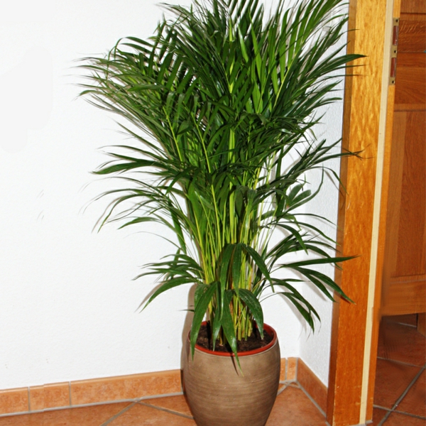 palmi-vrste-biljke-vrlo lijepe-izgleda-u kutu