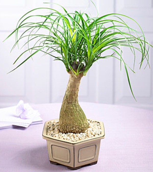 pálmafa-növények-gyönyörű-look-super cool pot
