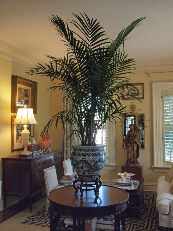 vrlo velika zelena biljka palmi