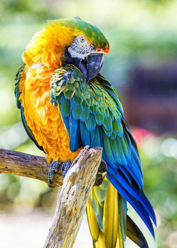 papiga-ara-papagaje-kupi-kupi-papiga-papiga pozadina boja-papagei--