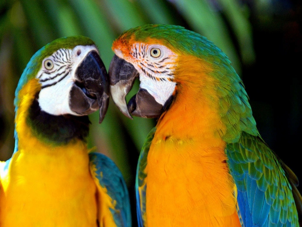 Papagaj-ara-papagaje-kupi-kupi-papiga-papiga pozadinu šarene-papiga ---