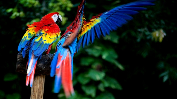 Папагалска Ara-папагали-бай-бай-папагал папагал тапети колоритен-papagei--