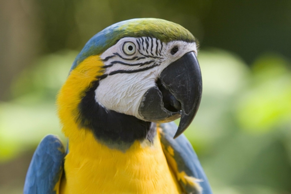 папагал ара-- купете папагали папагали --- купя папагал тапети колоритен Parrot