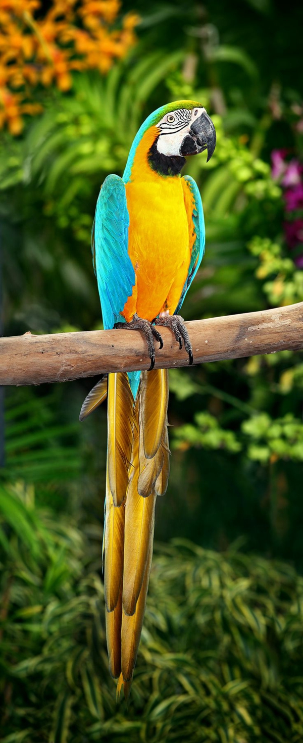 Parrot-ara-papagaje-kupi-kupi-papiga-papagaj pozadina šareni papagaj