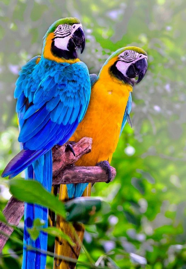 --papagei-ara-papagaje-kupi-kupi-papiga-papagaj pozadina šareni papagaj