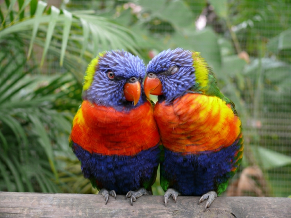 Parrot Parrot Parrot-бай-бай-папагал тапети колоритен-папагал