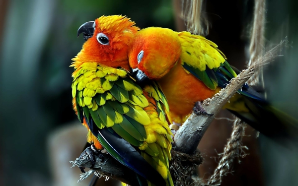 Parrot Parrot Parrot-бай-бай-папагал тапети колоритен-papagei--