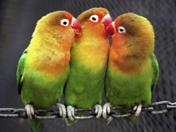 --papagei-papiga-kupi-kupi-papiga-papiga pozadina boja-papagei--