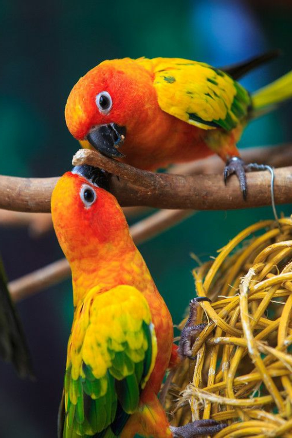 Papagaj-papiga-kupi-kupi-papiga-papiga pozadina šareni papagaj