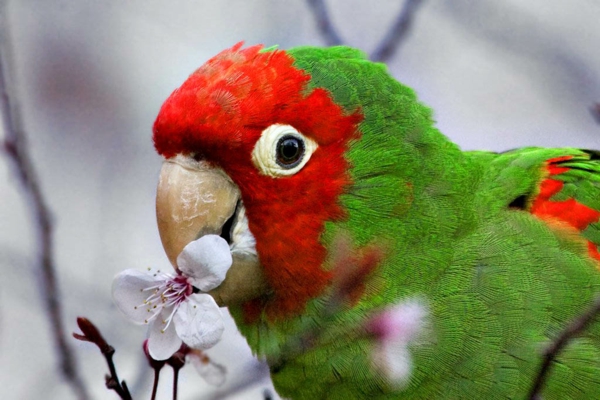 Papagaj-papiga-kupi-kupi-papiga-papiga pozadinu - šareni papagaj