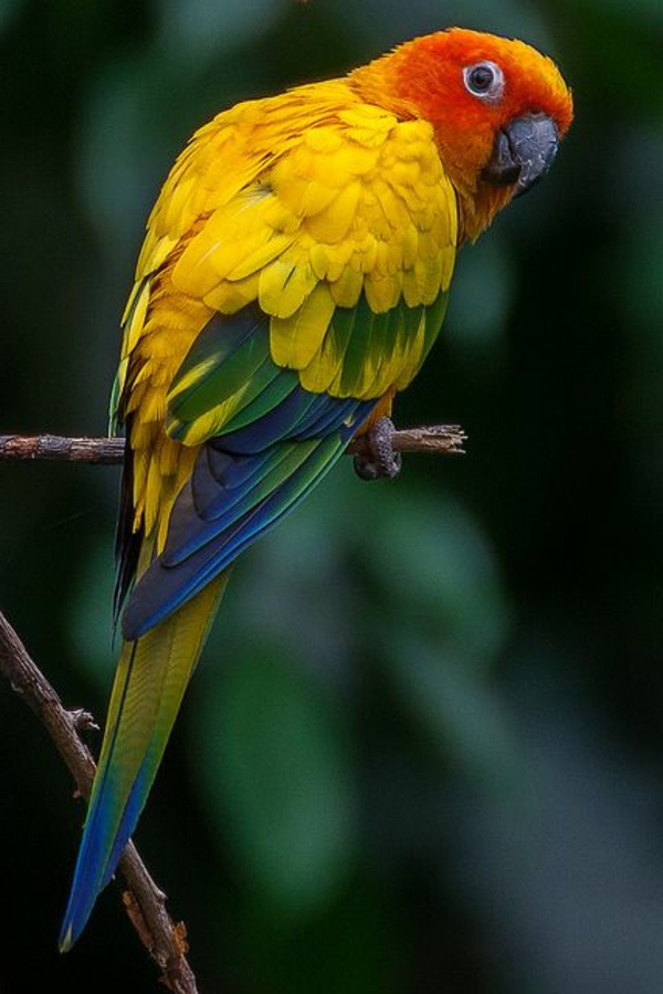 Papagaj-papiga-kupi-kupi-papagaj - papagaj pozadina šareni papagaj