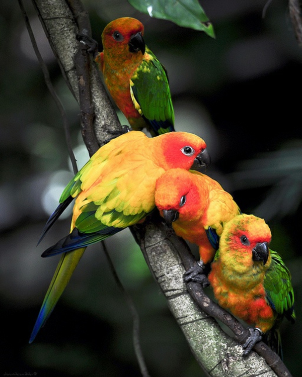 Parrot Parrot Parrot-бай-бай-папагал тапети колоритен Parrot