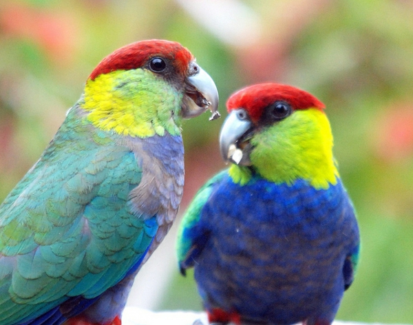 папагал папагал-бай-бай-папагал папагал тапети колоритен-папагал