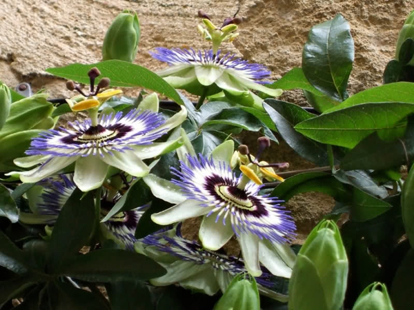 exóticas plantas de interior-Passiflora-marakuja-florecen