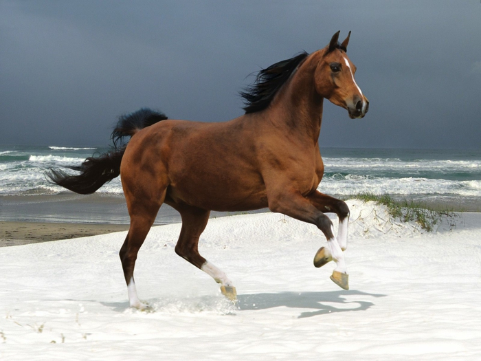 άλογο-in-καφέ-όμορφα-photo