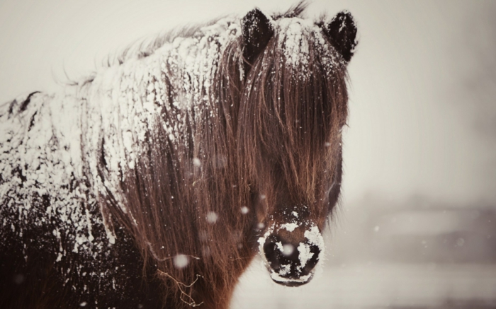 άλογο-in-χιόνι-ενδιαφέρον-εικόνα