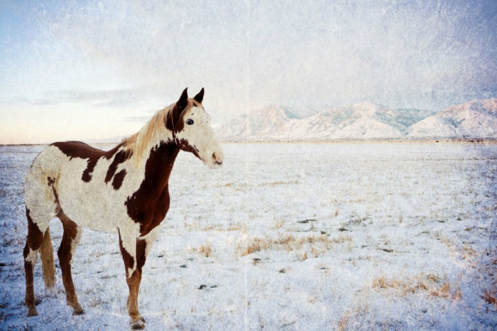 άλογο-in-χιόνι-super-προ-μοντέλο