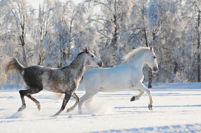 άλογο-in-χιόνι-δύο πολύ-ωραία-ζώα