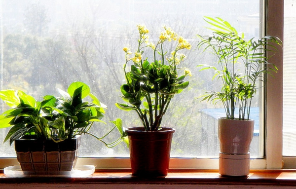 النباتات في غرف نوم في النافذة