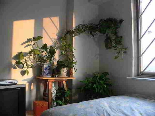 النباتات في غرف نوم على رأس بأسرة