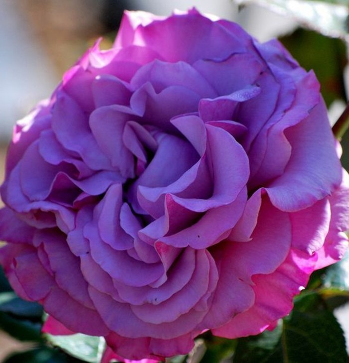великолепна роза-в-лилав цвят