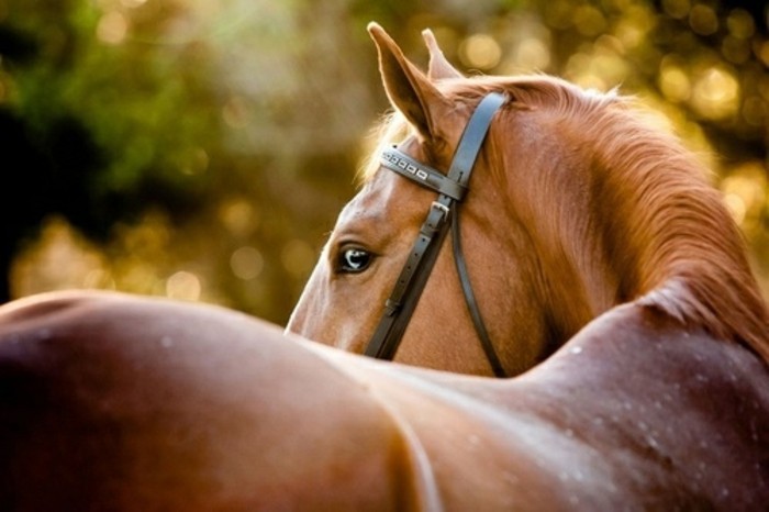 ammattimaisia ​​valokuva-kaunis-hevonen-ruskea-ja kiiltävää