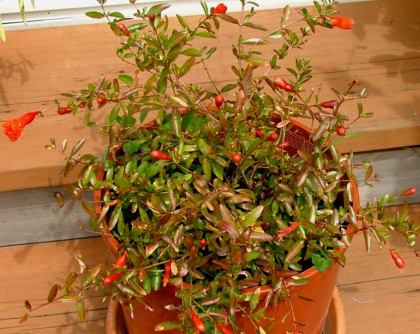 Punica-granatum-trópusi szobanövények-in-pot