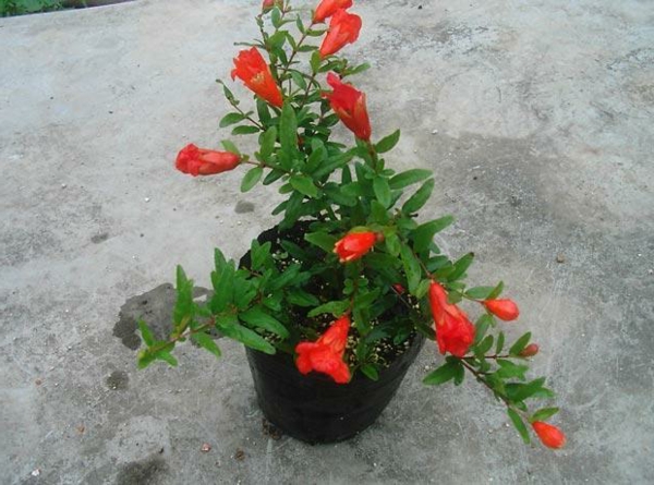 punica_granatum_tropische-kuća biljke crvenih cvjetova