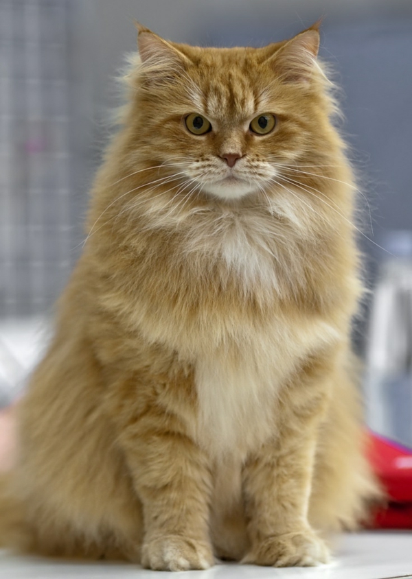 लाल-भूरे रंग के साइबेरियाई बिल्ली