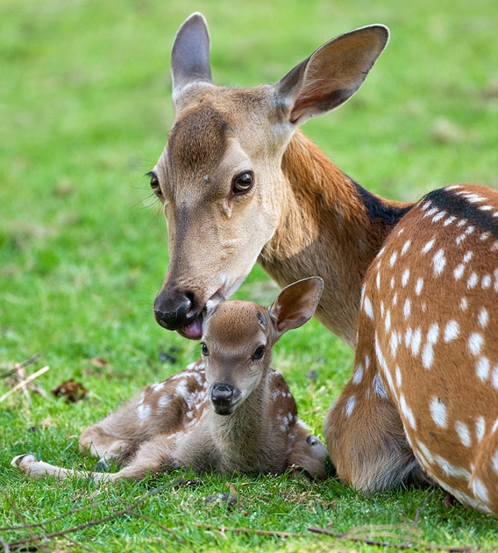 slatka životinja, zanimljive činjenice i fantastične slike, majčinska ljubav u životinjskom svijetu