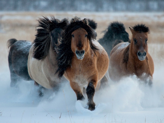 δεξιά-όμορφο-ζώα-τρέξιμο-στο-χιόνι