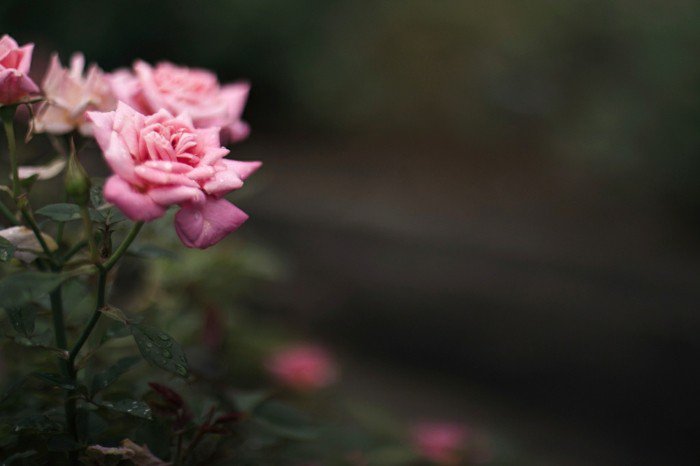 Romantique Rose Rose avec soft-feuilles