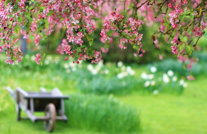 Pink Blossom началото на пролетта